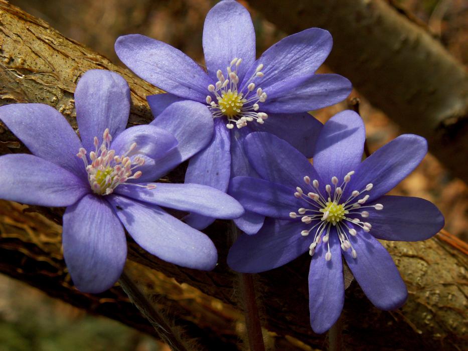 Flower Nature Plant