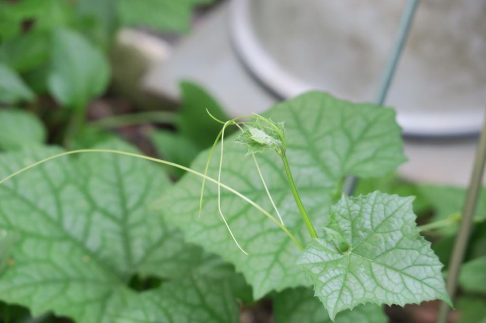 Leaf Plant Nature macro blur