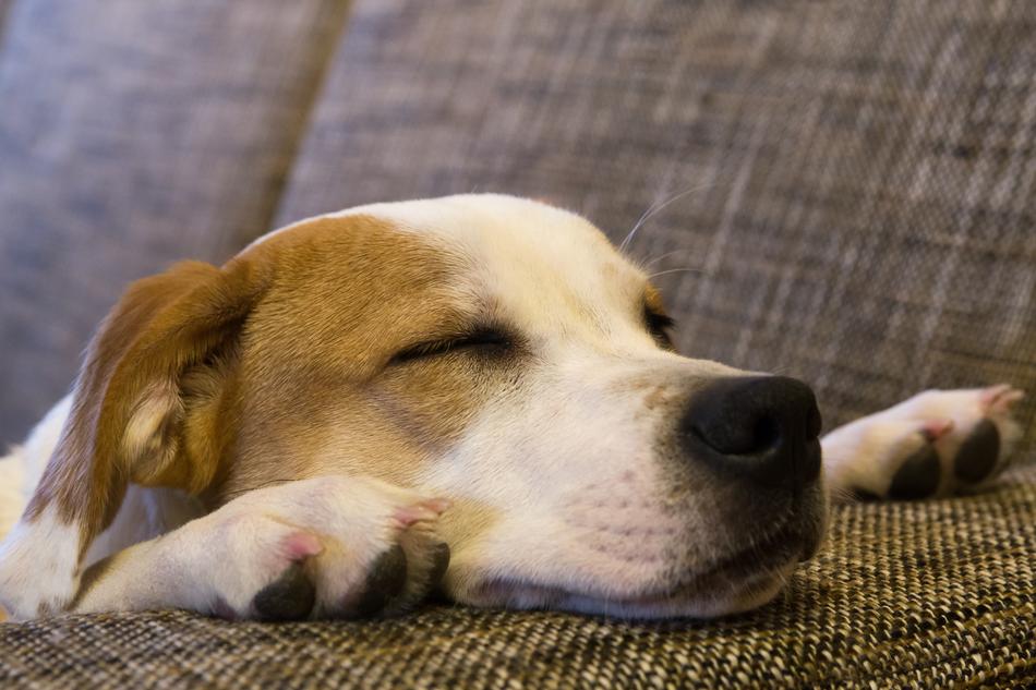 Dog Cute Mammal