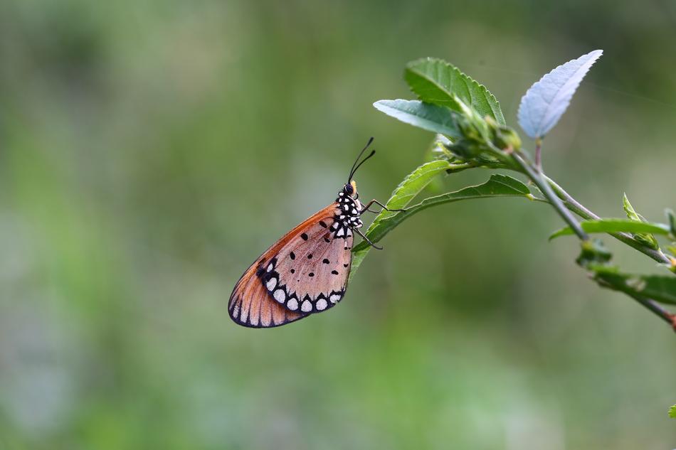 Nature Butterfly Insect