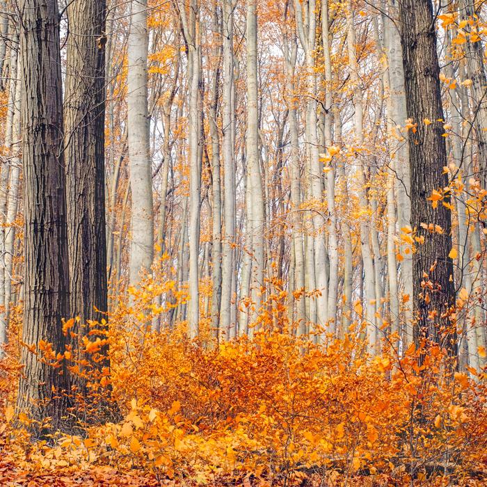 Autumn Colours Golden