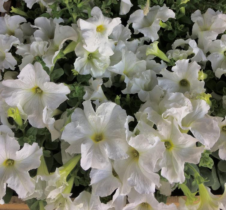 White Flowers Petals