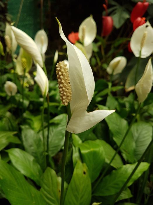 Flower Nature Leaf