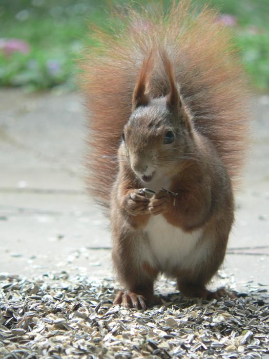 Squirrel Close Up Nature