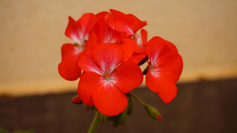Flower Red Garden