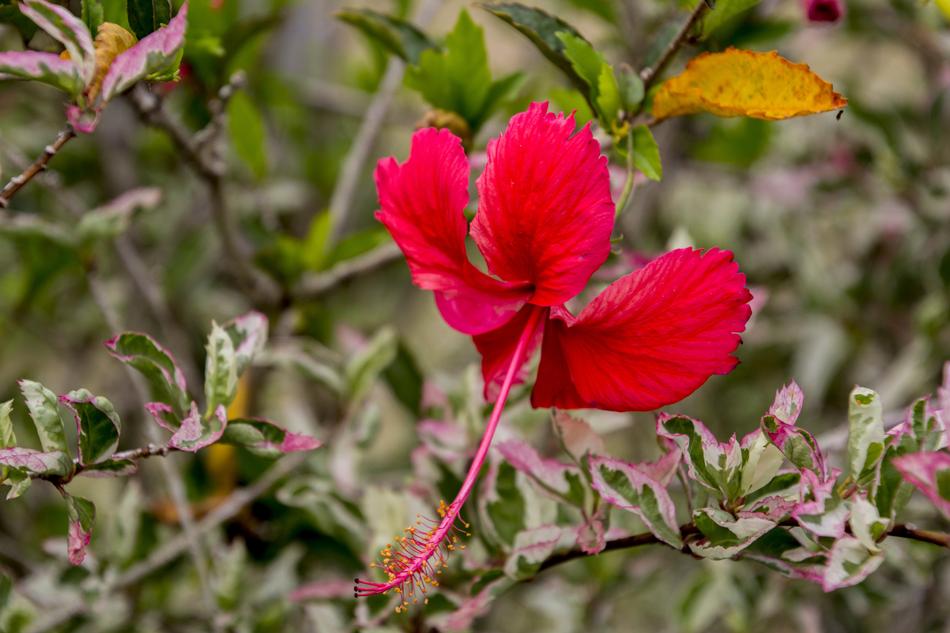 Flower Nature Green