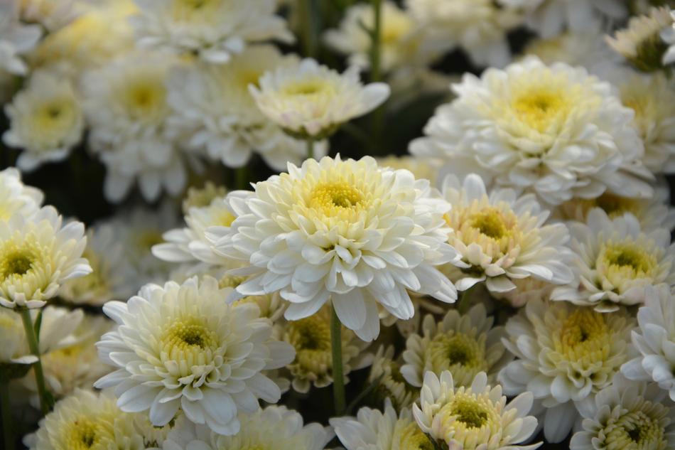White Flowers Chrysanthemums