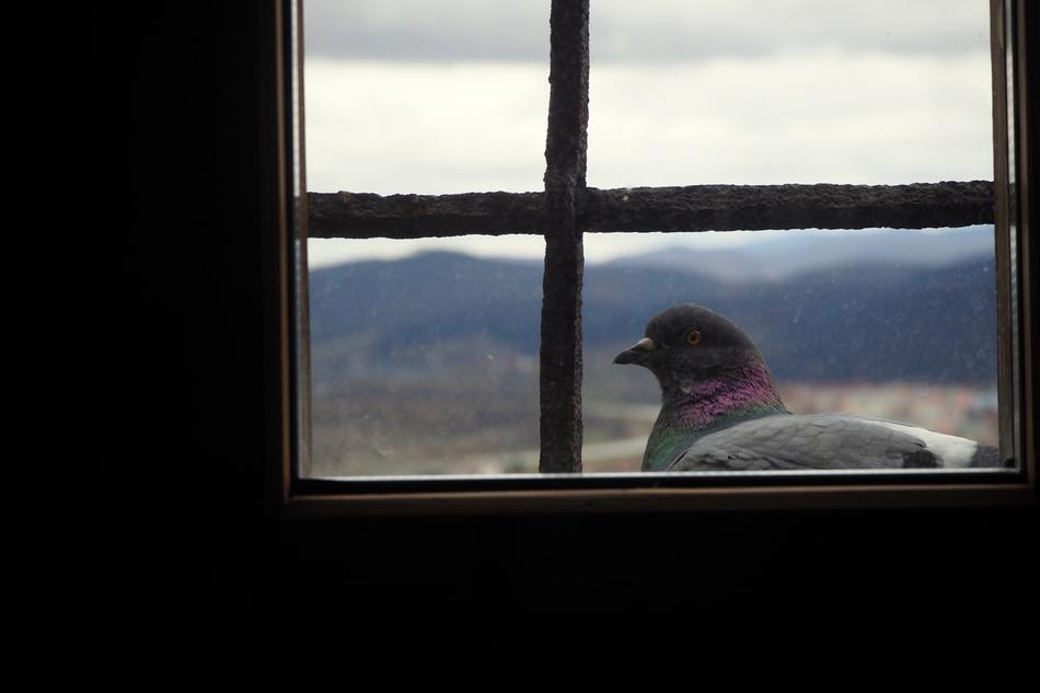 Pigeon Pingeon Tower