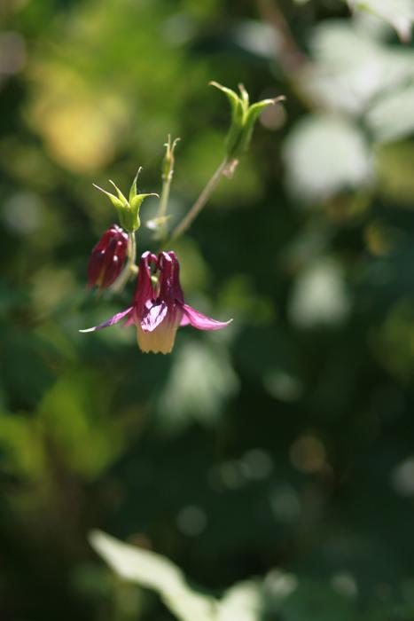 Nature Plants Flowers