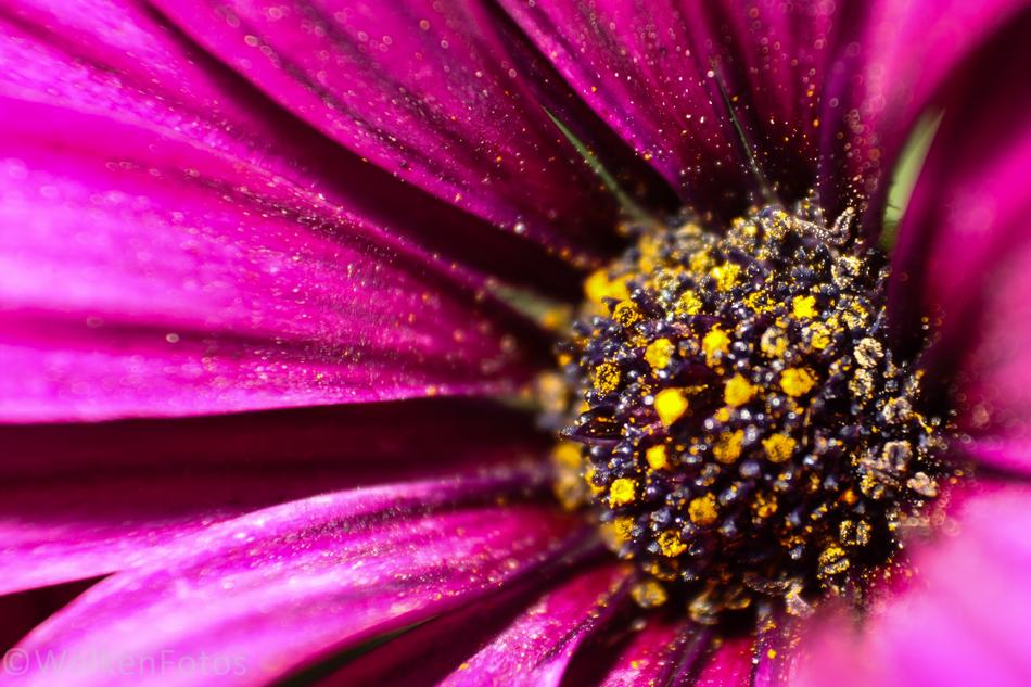 Flower Nature Plant