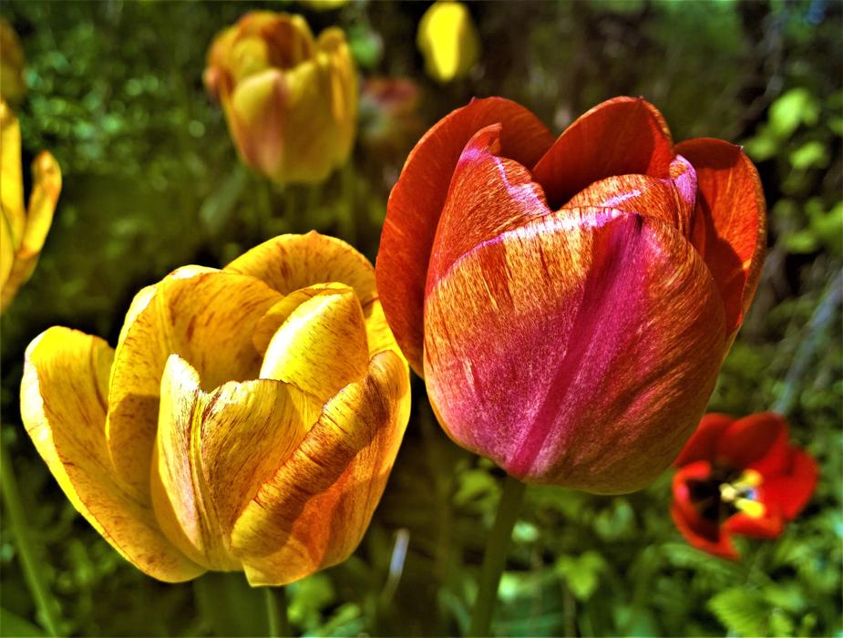Tulips Flowers Garden