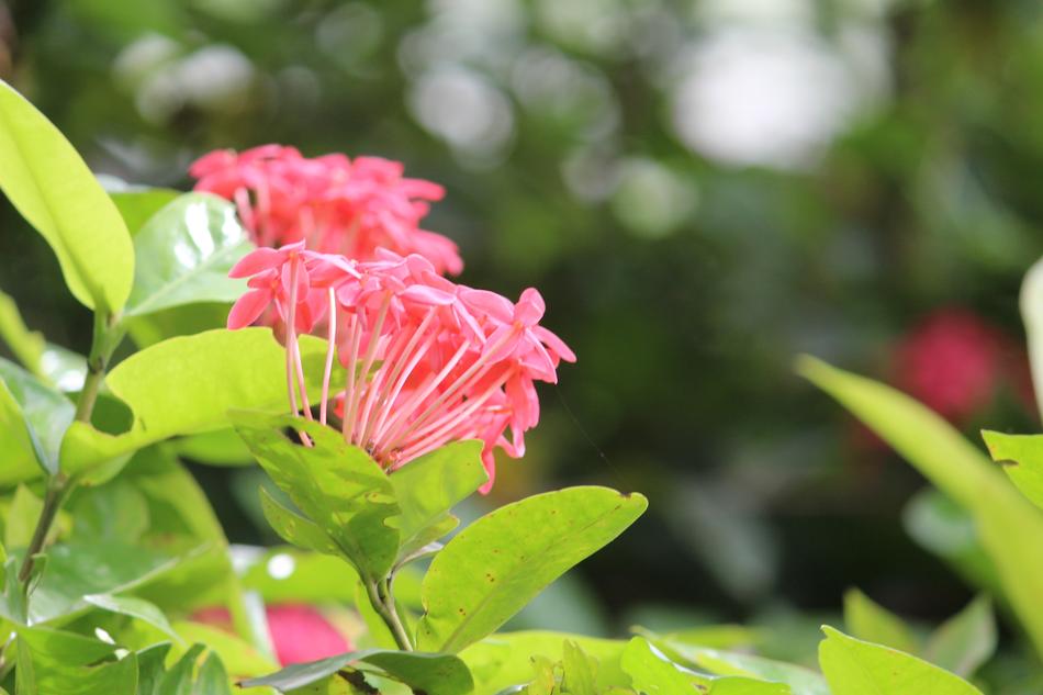 Greenery and Pink flowers