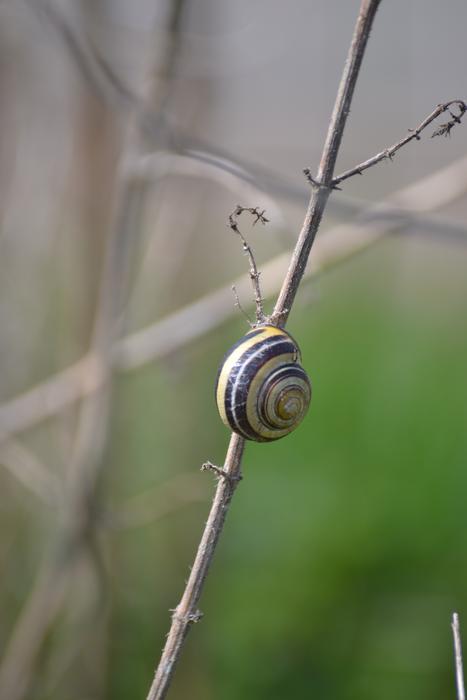 Nature Snail Shell Close