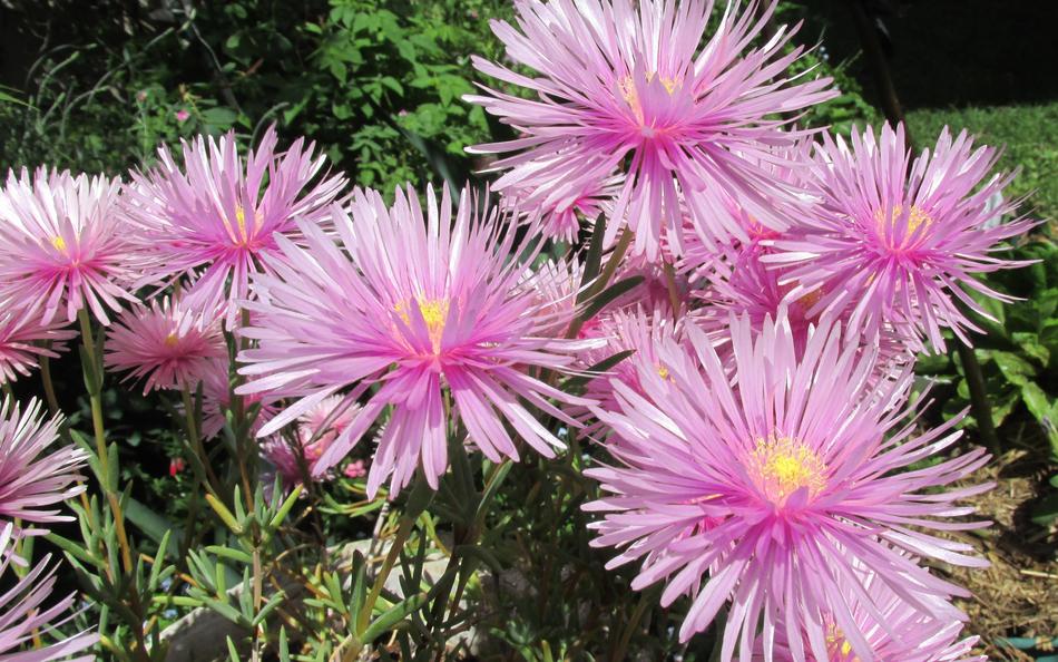 Flower Pink Ground