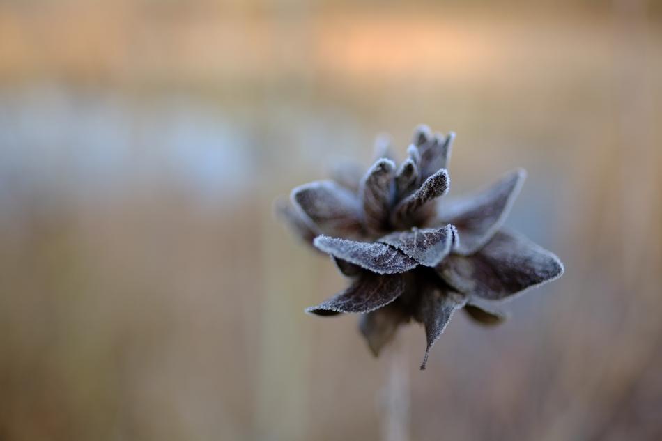 Winter Frost Landscape Hoar