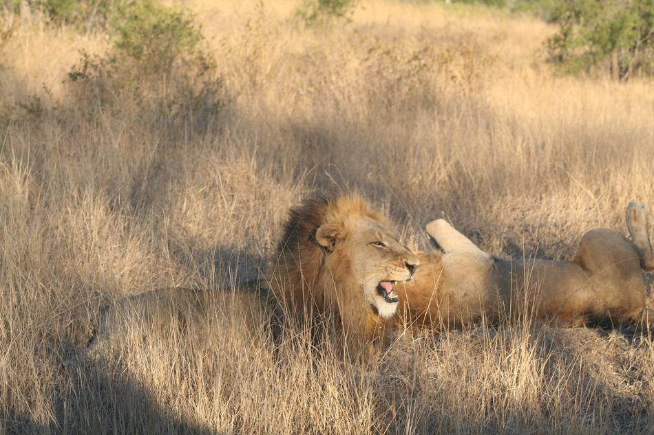 Mammal Animal Roaring Lion