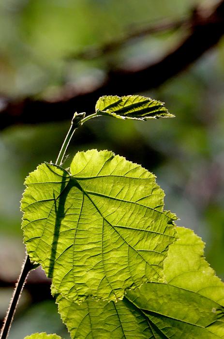 Leaf Leaves Nature