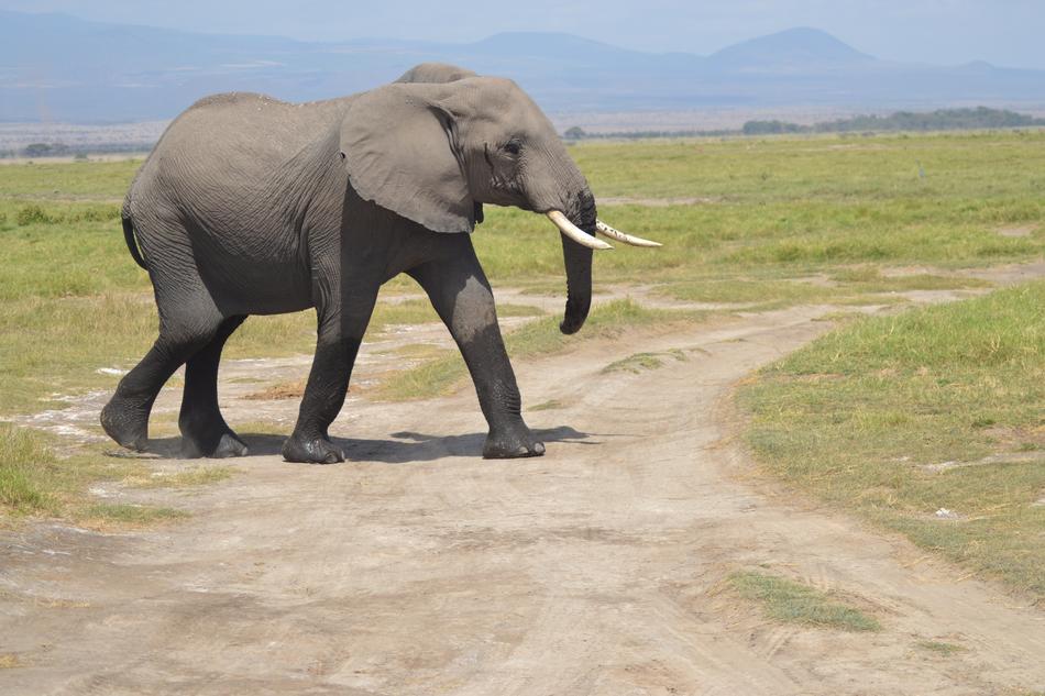 Elephant Africa