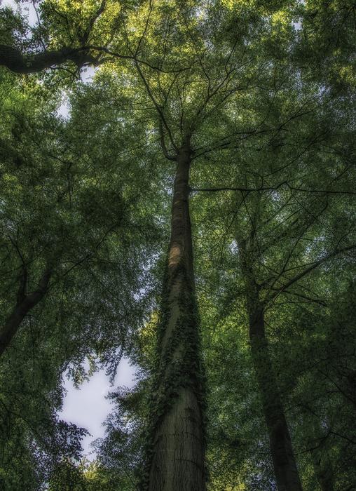 Forest Tree Wood