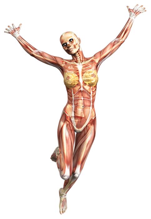 Colorful model with the anatomy of female, at white background, clipart