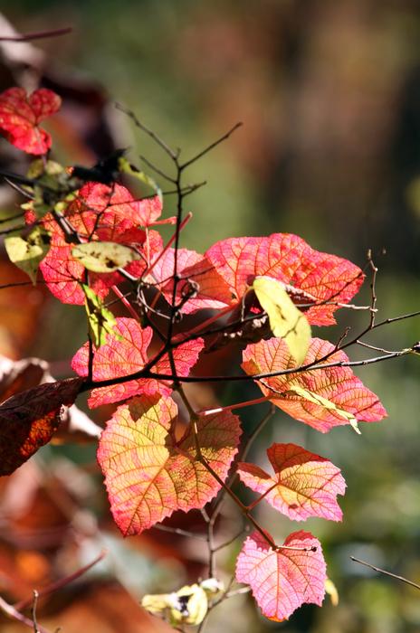 Autumn Leaves Red