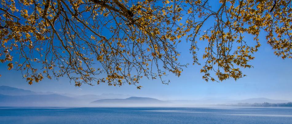 Lake Tree Loneliness