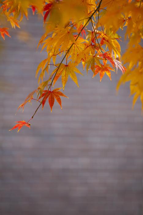 Autumn Leaves Red