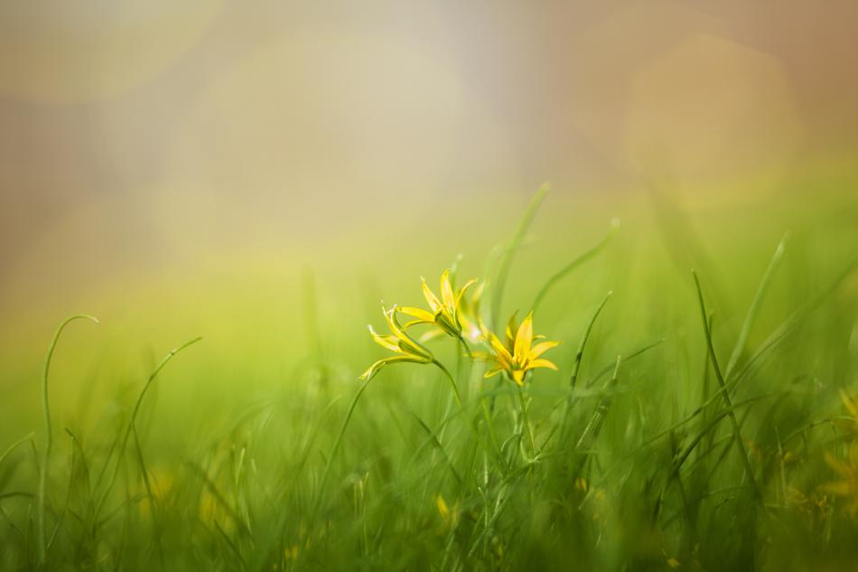 Grass Field Nature