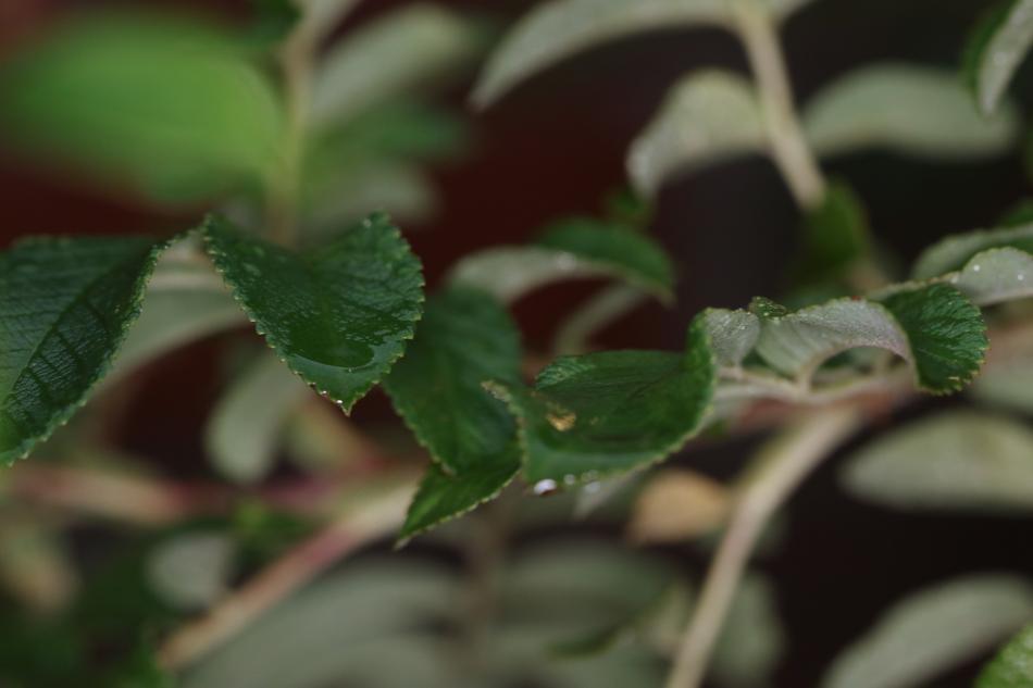 Leaves Nature Green