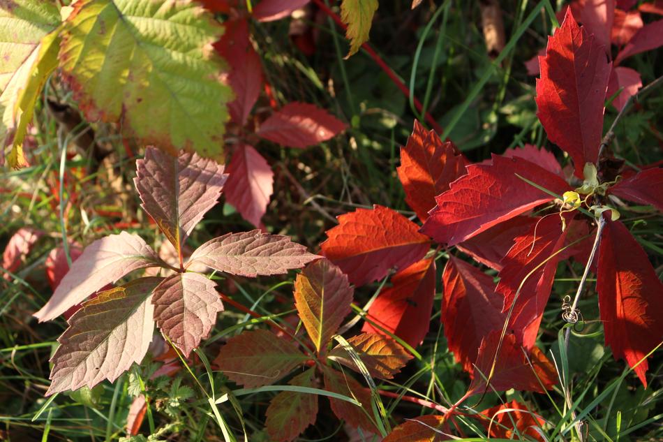 Foliage Autumn Nature