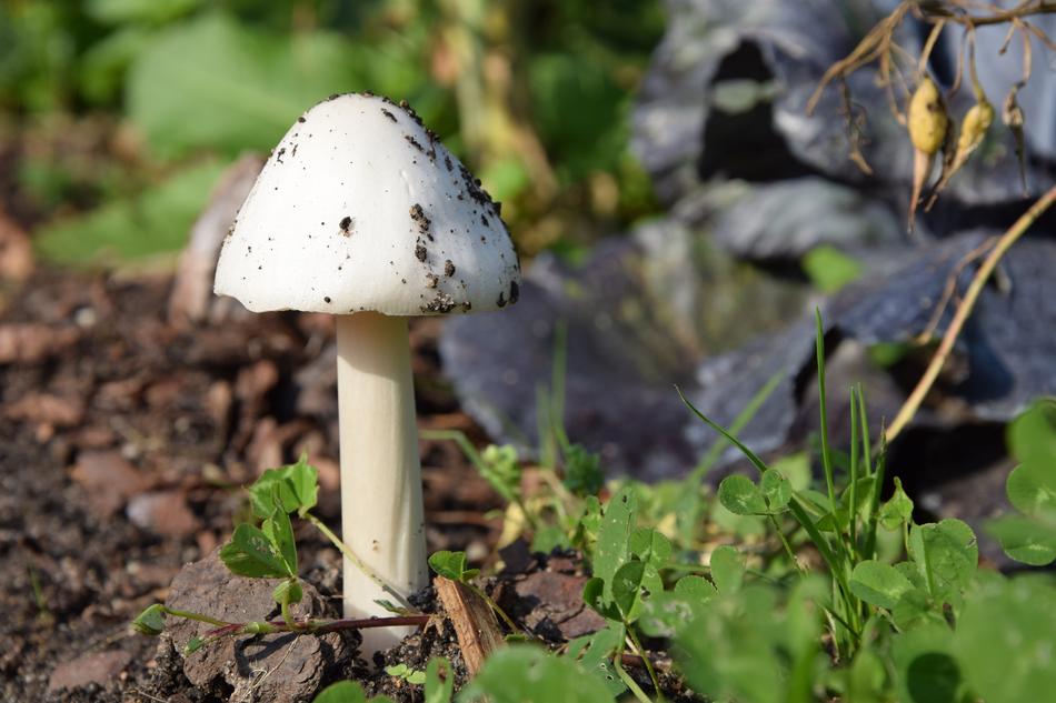 Mushroom Earth Autumn