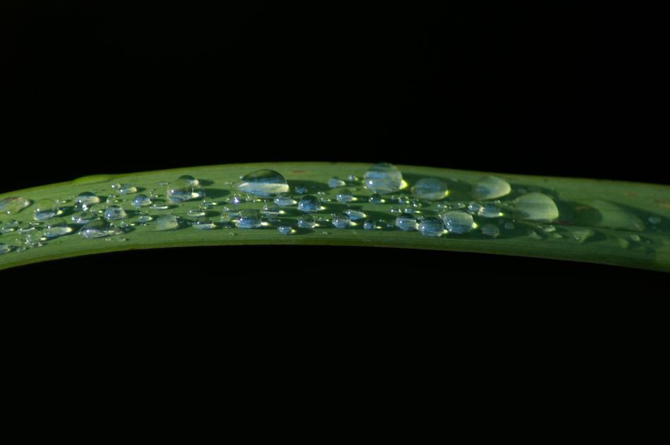 Leaf Drop Of Water Raindrop
