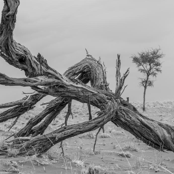 Wood Desert Sand