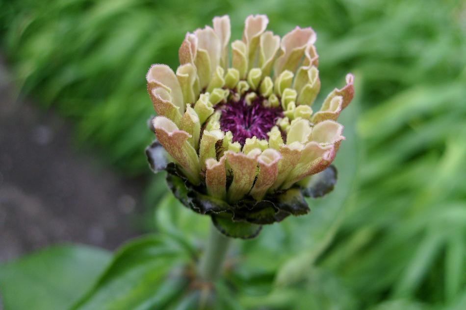 Plant Flower