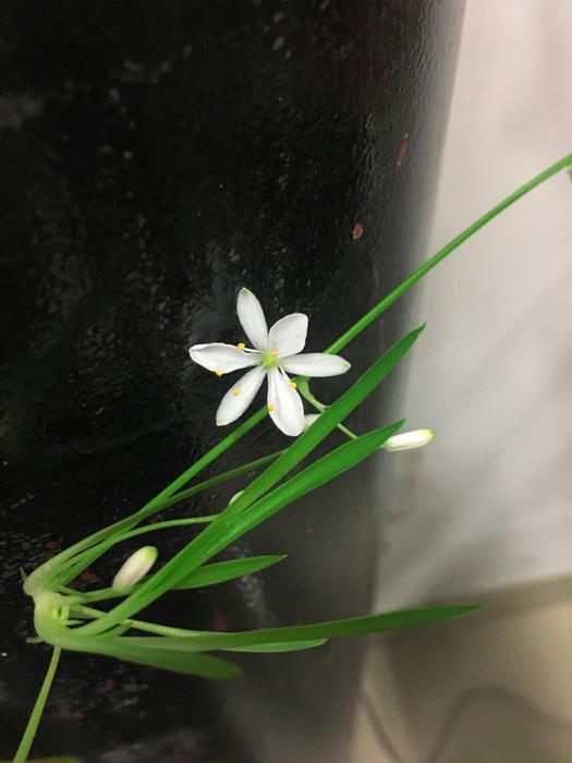Nature Flower Plant