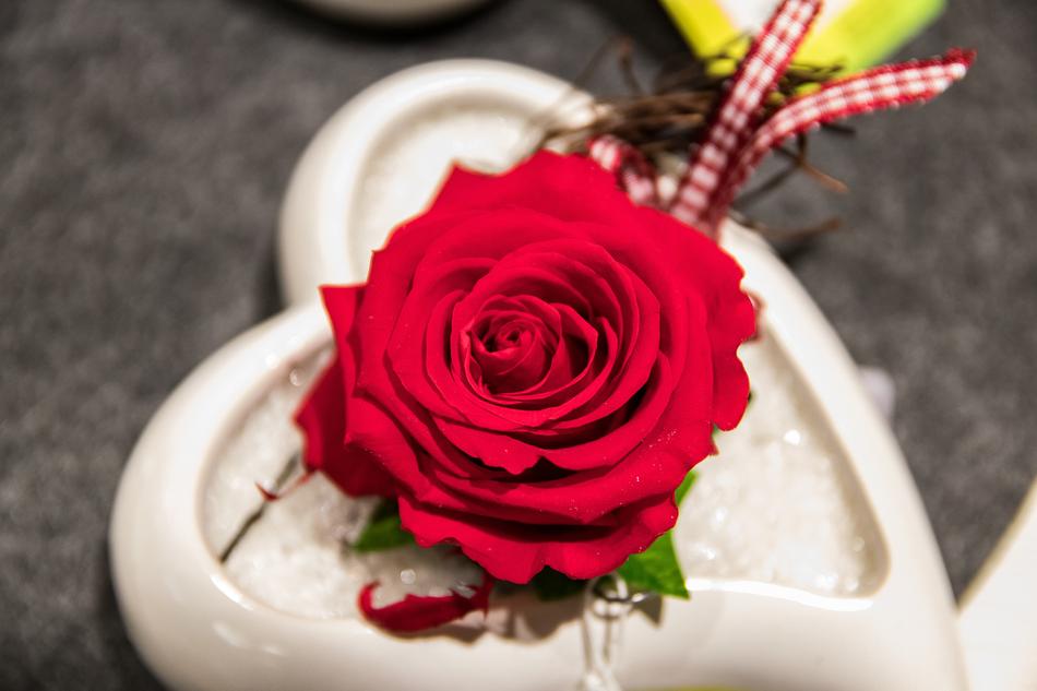 Rose Flower Blossom