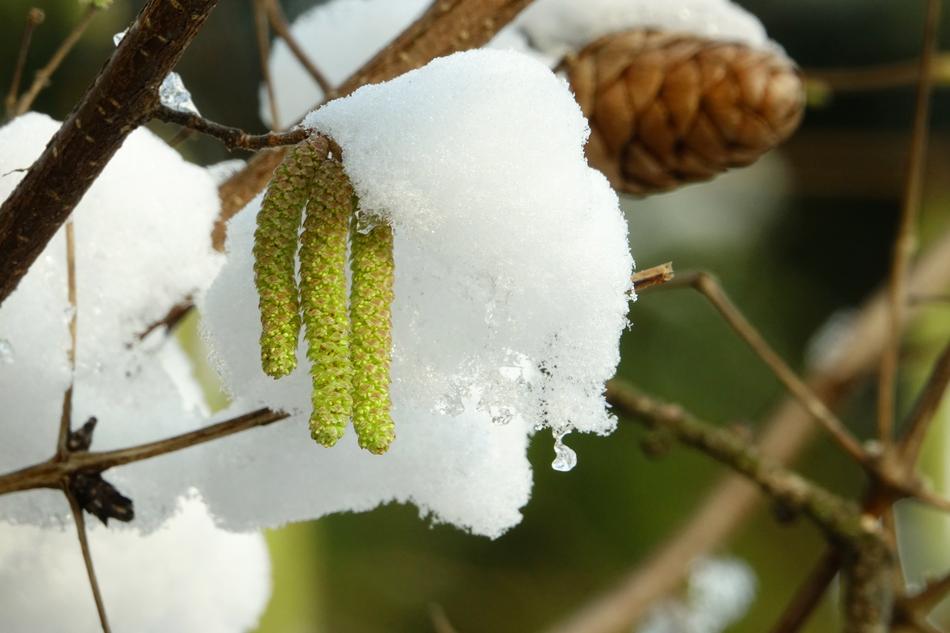 Tree Nature Hazelnut