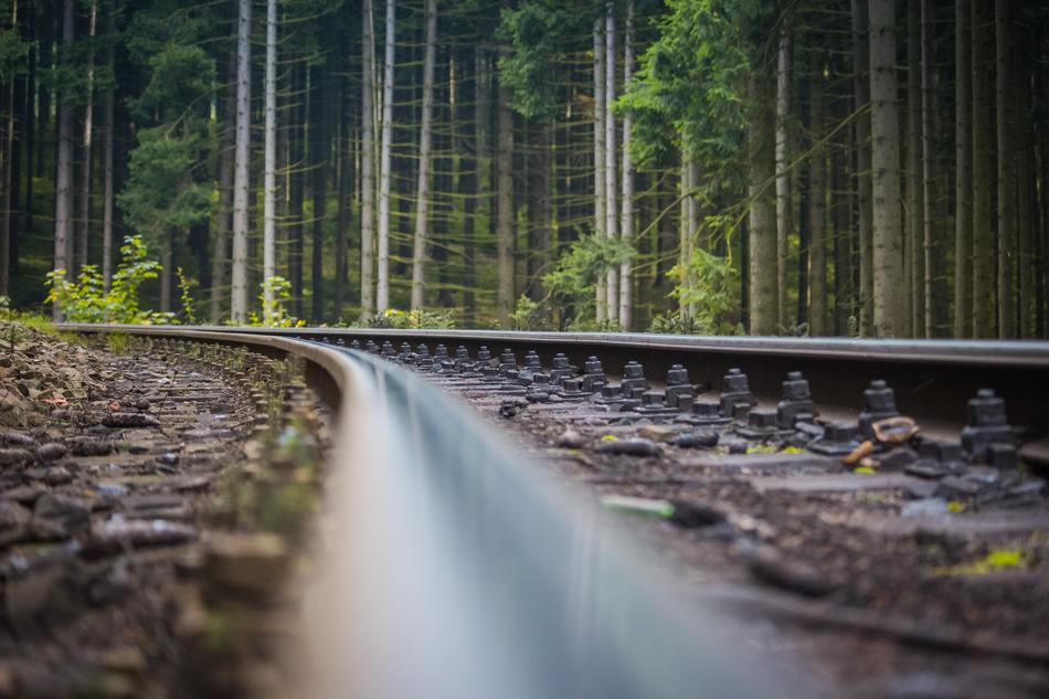 Track in Forest