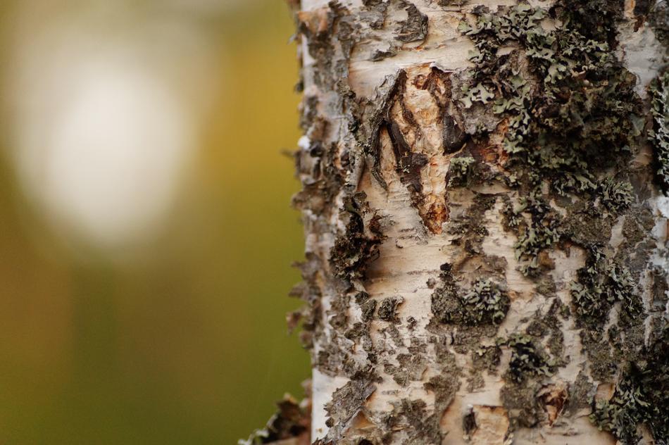 Forest Wood Birch