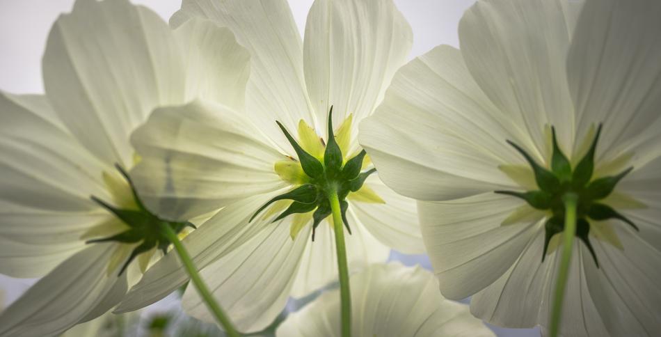 Cosmos Autumn Flowers