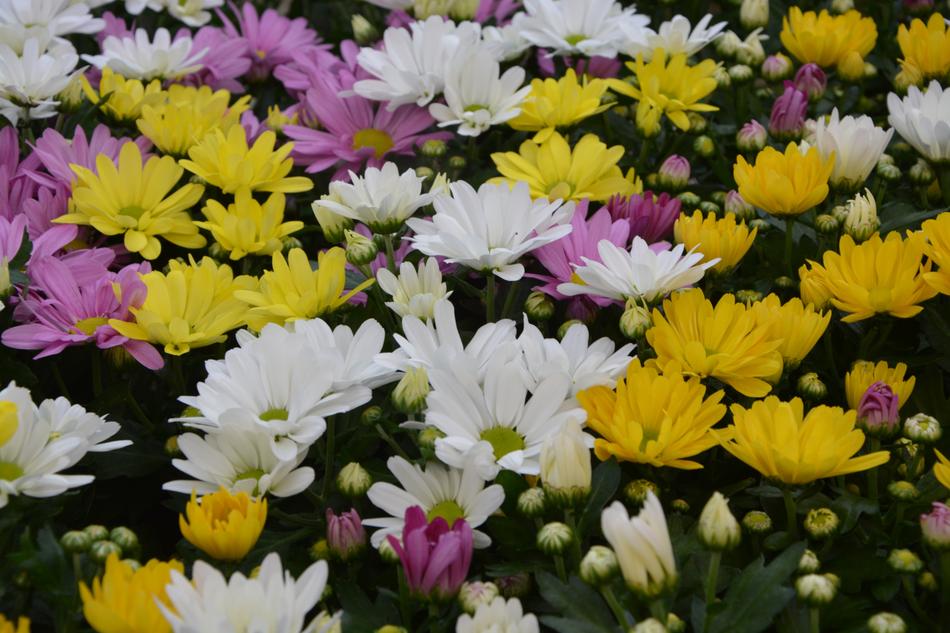 Yellow Flowers Roses White