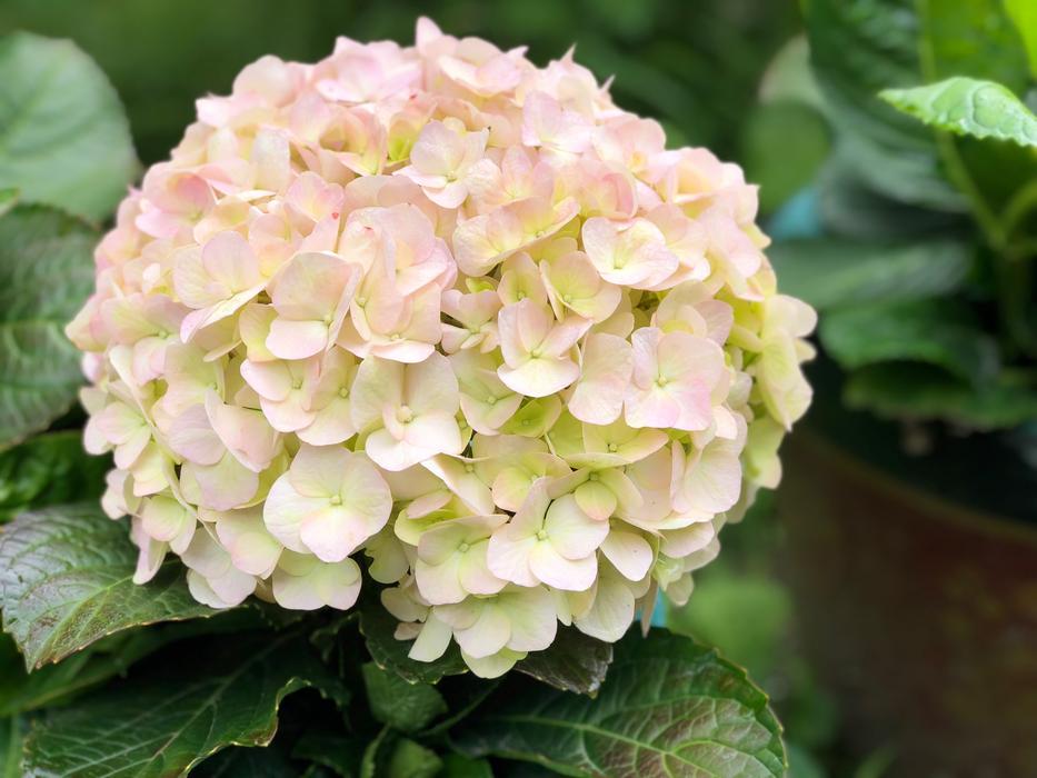 Flower Nature Plant