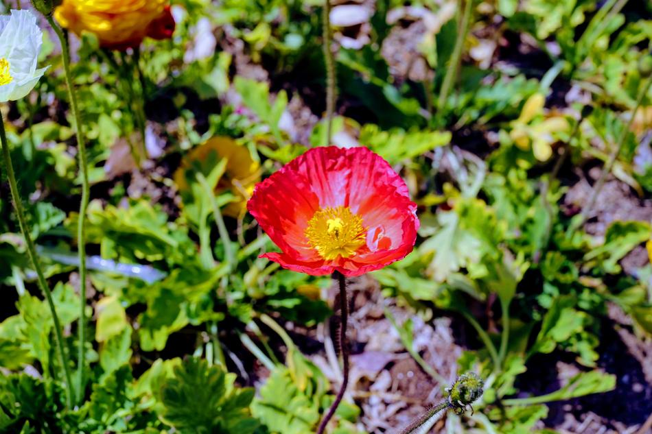 Nature Flower Flora