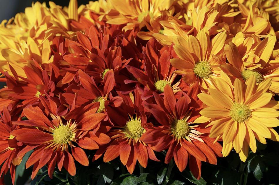 Asters Autumn Flower