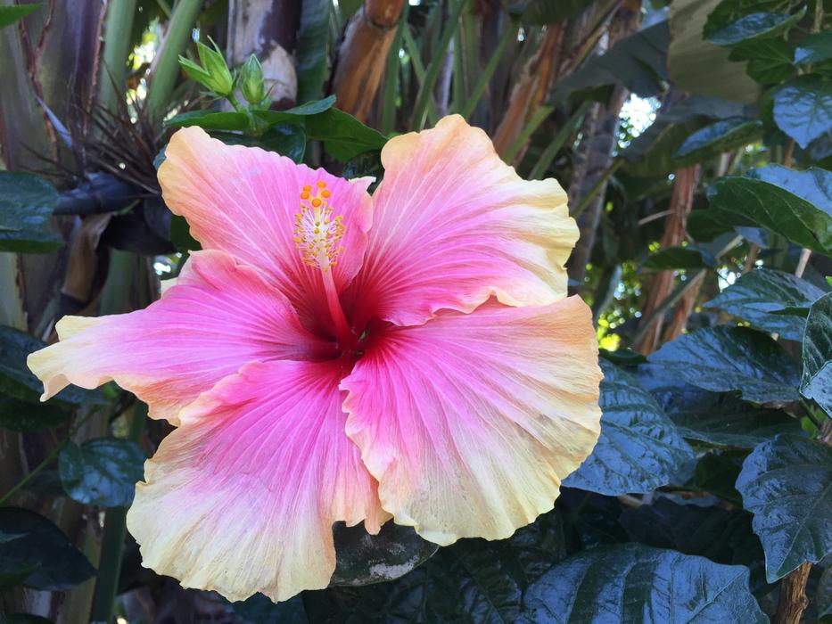 Hibiscus Flower Nature