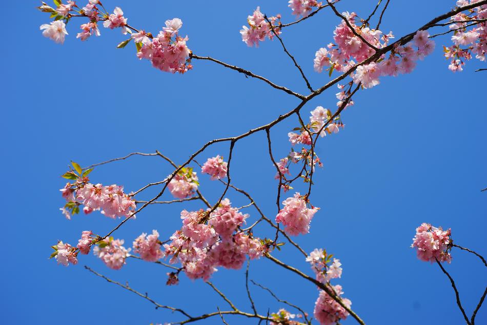 Japanese Cherry Blossom Tree