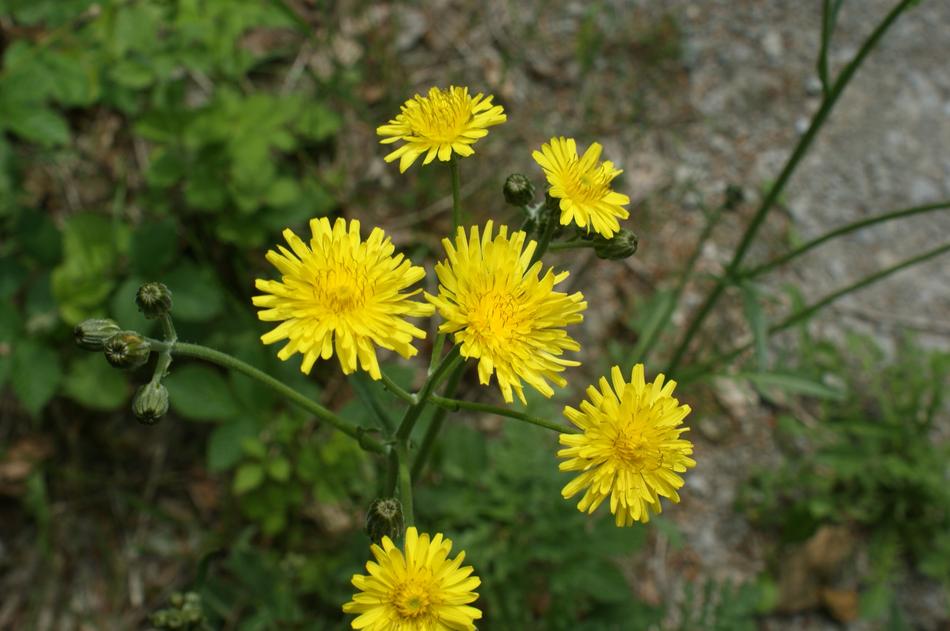 Yellow Flower Nature