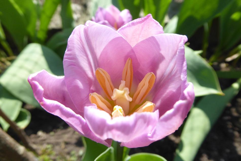 Nature Flower Plant