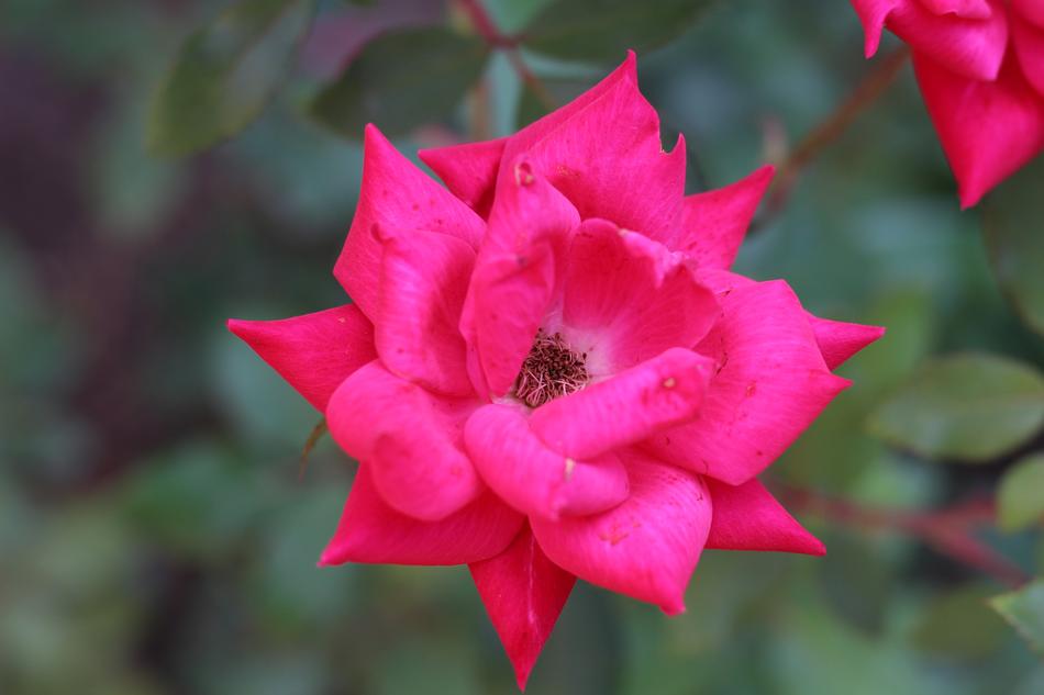Flower Nature Flora