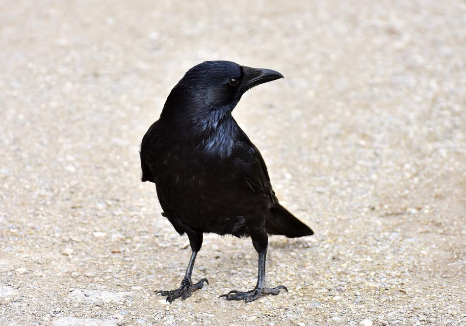 Common Raven Bird at wildlife
